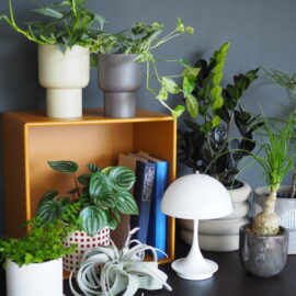 植物新しく入荷いたしました。