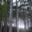 POPUP【森から暮らしへ、100年ヒノキのぬくもりを】