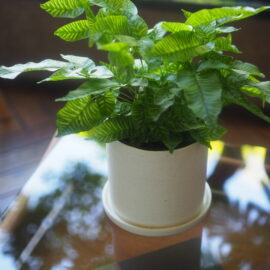 観葉植物入荷いたしました！